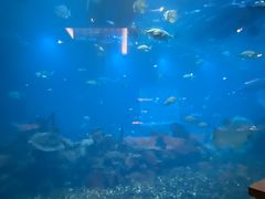 -海棠湾洲际-涛·海底餐厅·美人鱼·自助餐·海底隧道