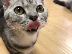 -猫和宫(六道口店)