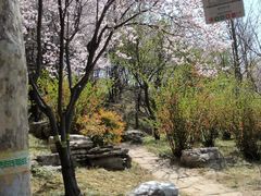 -石家庄市植物园