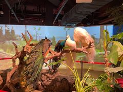 -正佳雨林生态植物园