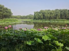 -东郊湿地公园