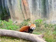 -武汉动物园