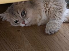 -1013 PET SHOP精品宠物商店(丁香店)
