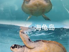 -广东惠东海龟国家级自然保护区