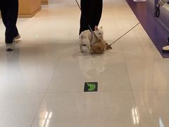 -帕帕拉兹宠物(亚洲旗舰店)