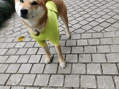 -瀛洲公园