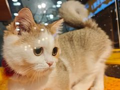 -欣宠猫屋·矮脚拿破仑·蓝金金渐层