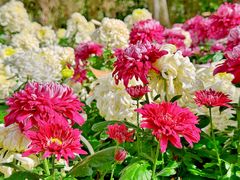 -上海共青森林公园