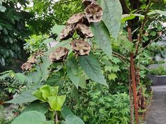 -广州神农草堂中医药博物馆