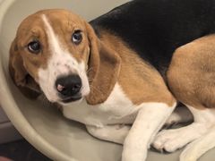 -有喵·猫咖·狗咖·40+猫狗有小奶狗(岗厦店)