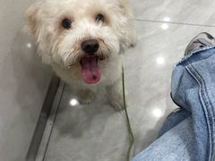 -安安宠医宠物医院·异宠·犬猫内科(岳阳分院)