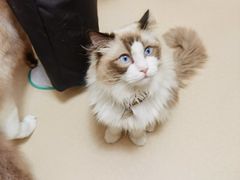 -猫在这儿猫咪咖啡馆·撸猫馆