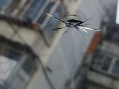 -北京福耀玻璃(总店)