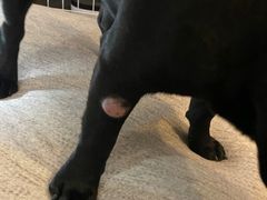 -爱侣宠医·鹦鹉专科·小型哺乳类·异宠专科(灵石路店)