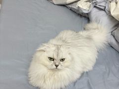 -瑞鹏宠物医院·骨科·猫科·内科(第一中心)