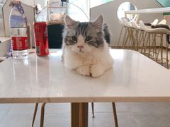 -飞行喵MR PILOT|猫舍·猫咖(静安大融城店)