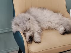 -安格丽娜·狗咖·猫咖羊驼咖(春熙路百盛商场店)
