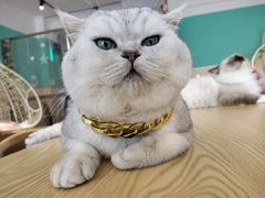 -绒爪撸猫下午茶·猫咖