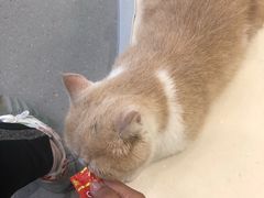 -飞行喵MR PILOT|猫舍·猫咖(静安大融城店)