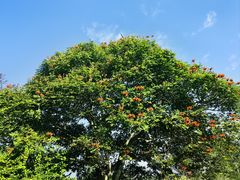 -中国科学院西双版纳热带植物园