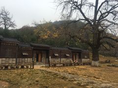 -千年银杏谷文化旅游区