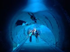 -迪拜水族馆及水下动物园