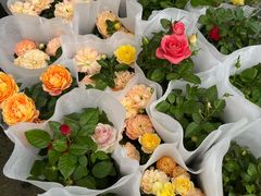 -龙大花卉苗木市场