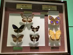 -上海昆虫博物馆