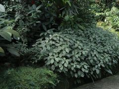 -深圳仙湖植物园