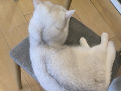 -Let's go狗咖·猫咖·奶狗·桌游(春熙路IFS店)