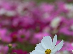 -花开海上生态园