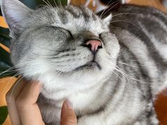 -Cappucimeow猫咪咖啡馆(韦伯时代店)