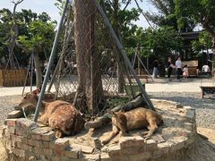 -鹿境梅花鹿生态园区