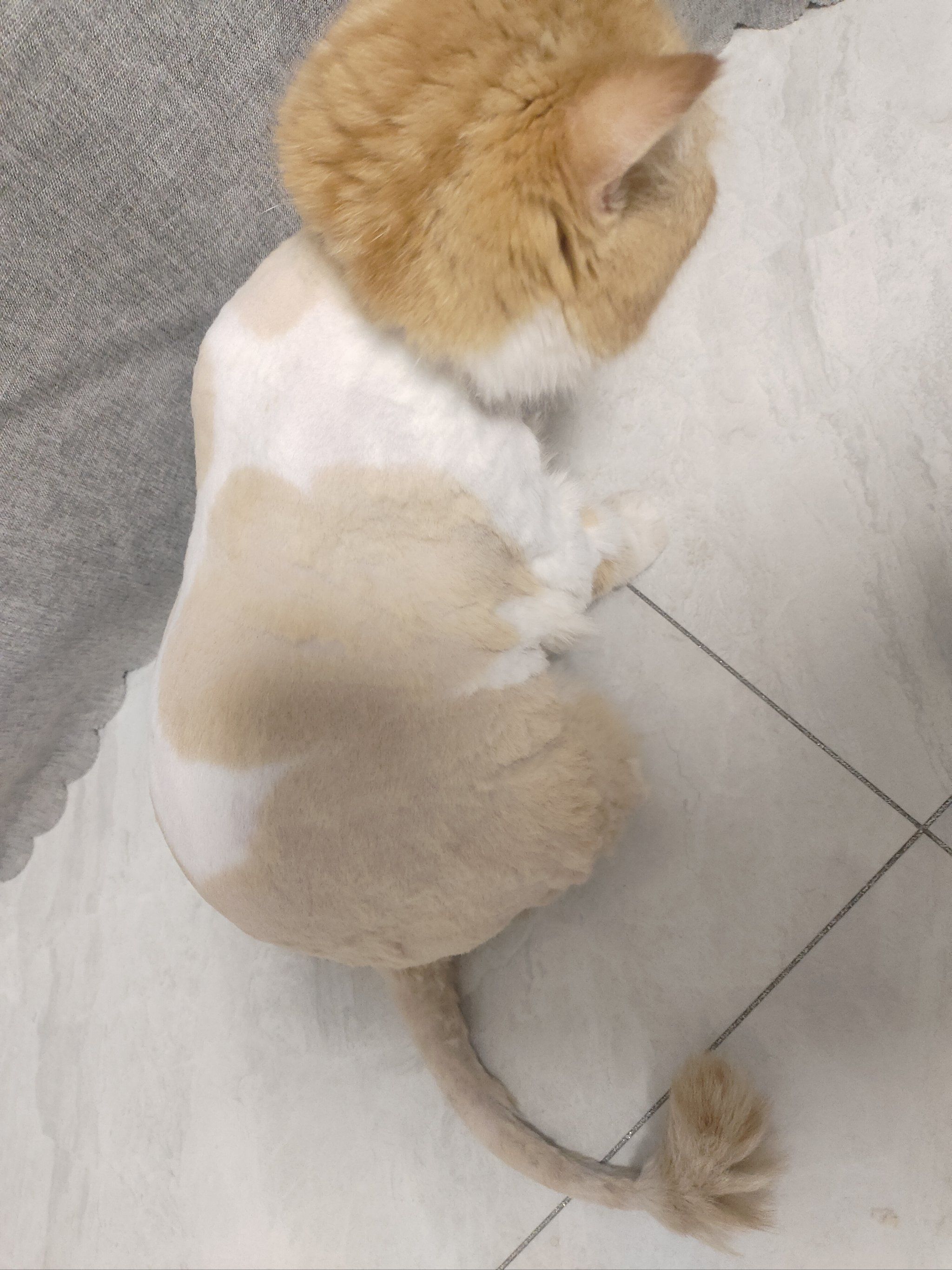 加菲猫日常