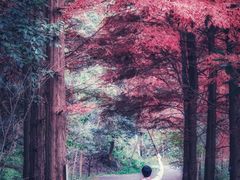 -午潮山国家森林公园