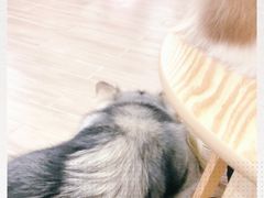 -李小姐の猫咖啡馆(五角场店)
