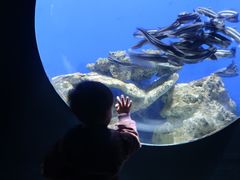 -江和美海洋公园