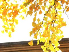 -香山公园
