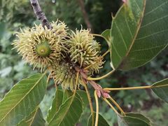 -北京西山国家森林公园