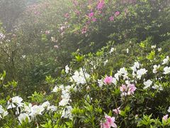 -梧桐山风景名胜区