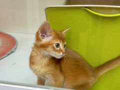 -青奢宠物·青奢猫舍