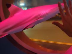 景点-上海欢乐谷