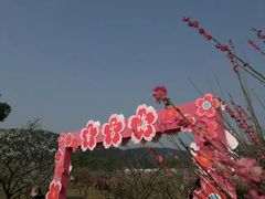 -香雪海