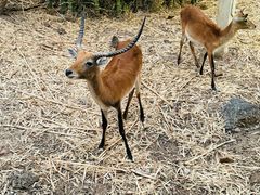 -清迈夜间动物园