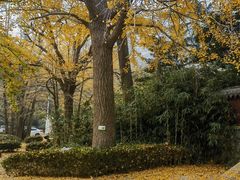 -青岛崂山太清宫