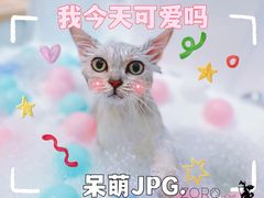 -佐罗家宠物馆·猫文化馆(紫霞路店)