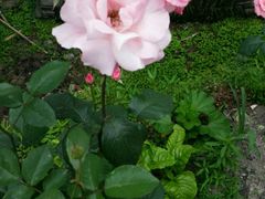 android_upload_pic-雅安上里古镇