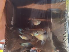 -中环花鸟鱼虫市场