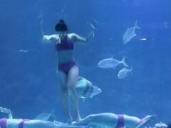 -烟台海昌鲸鲨海洋公园