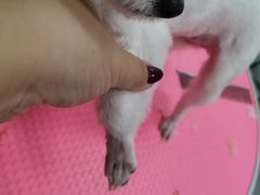 -宠福鑫康馨动物医院·骨科·眼科